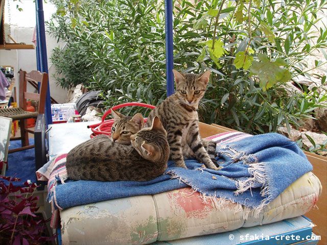 Photo report of a walk around Loutro, Sfakia, Crete, September 2008